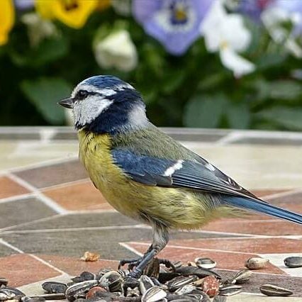 animal-2649588_640 animal-2649588_640